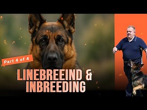 #linebreeding Breeding and Inbreeding Continued Part 4 of 4