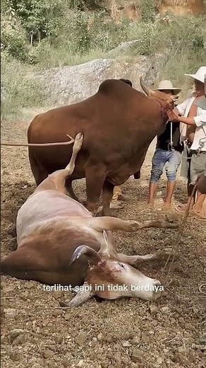 Brutal Bull Fight! Moment a Bull Dies After Being Gored by Rival Hornsanimal moment