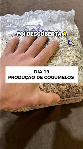 Producing mushrooms and interesting facts #mushrooms #biology #nature