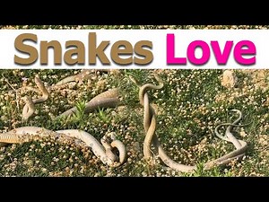 Two Snakes Making Love | Snake Love Video | Snake Meeting | Snakes Making Love | Snake Lovers |Snake