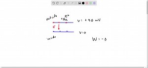 The inside of a cell membrane is at a potential of 90.0 mV lower than the outside. How much work does the electric field do when a sodium ion (Na ^  ) with a charge of  e moves through the membrane from outside to inside? | Numerade