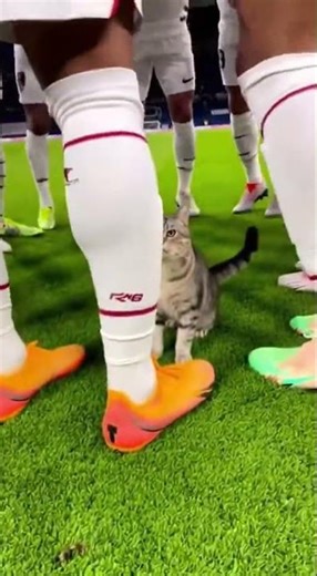 Team Huddle Cat Bomb Vertical Pan Scene Setup