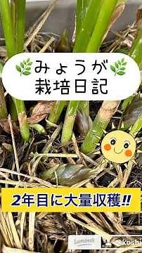 🌱【初心者必見】ゼロ収穫から大成功！みょうが（茗荷）の育て方🌱【月ごと解説】🪴昨年ゼロ収穫→今年は大豊作✨ 初心者でも安心の栽培＆収穫のコツを紹介！