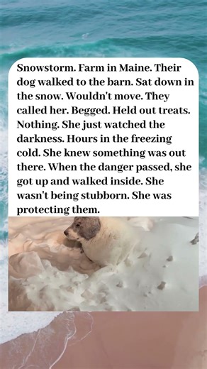 SHE REFUSED TO COME INSIDE. HER FAMILY DIDN'T KNOW WHY🐕❄️🖤
