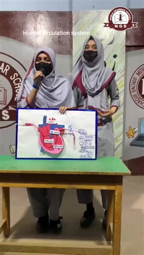 Understanding the Human Heart Circulation System