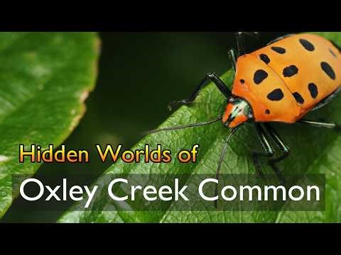 Hidden Worlds of Oxley Creek Common