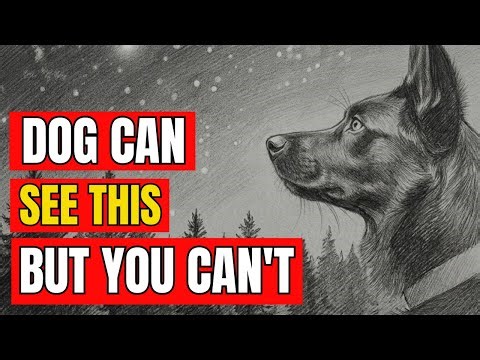 7 STRANGE Things ONLY Dogs Can See And Hear But You Can't! | Dog Psych