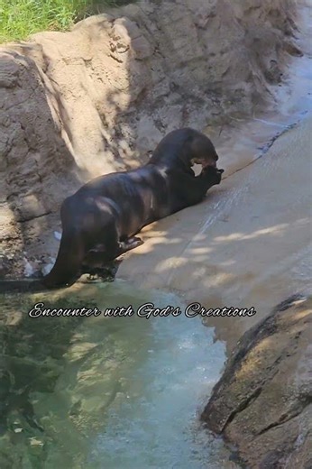 Cute Otters Swimming at Houston Zoo