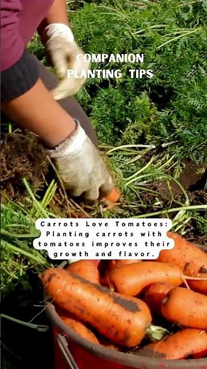 Why Carrots and Tomatoes Make Perfect Companion Plants | Gardening Tips