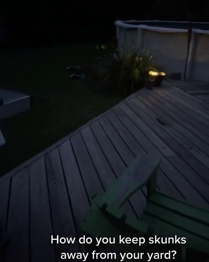 Keeping Skunks Away from Your Yard: Effective Tips for Skunk Control