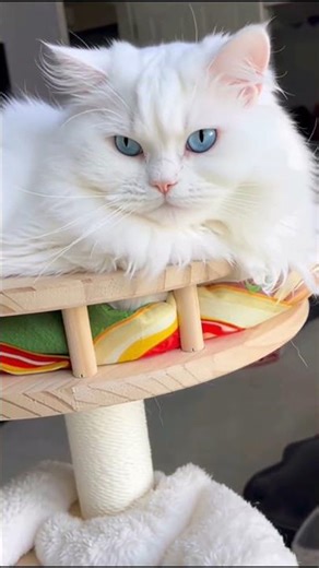 Cutest Most Fluffiest Cat in The World #cutecat #catvideos #lovecats #cat