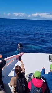 27 reactions | ‼️ Sydney's most unmissable guests are on the way......