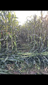 742K views · 2.3K reactions | El sonido de satisfacción ‍ con que no pierdas ya es ganancia el lema del agricultor  #quebendicion #viralreels #flypシ #Agriculture #fly #siembra #agricultura | AgroMzt | Facebook