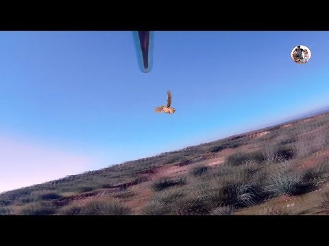 Chasse cailles des blés avec camera sur fusil | 2019