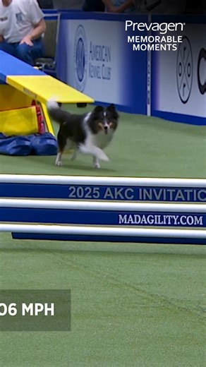 Abby Beasley and SuperStar shine in this Prevagen Memorable Moment from the 2025 AKC Agility Invitational! | American Kennel Club