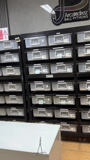 Ball python eggs anticipation: kailan lalabas ang clutch?