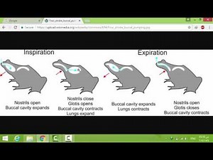 Frog Breathing - Buccopharyngeal Respiration - Amphibian Respiration - Zoology