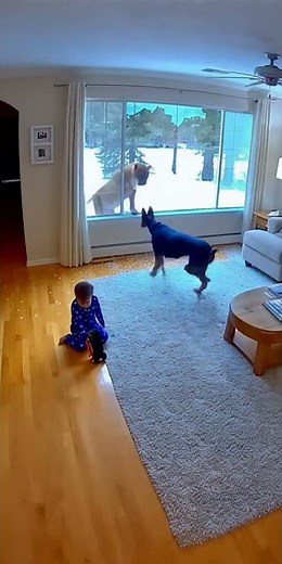 Dog Saves Child After Mountain Lion Breaks Through Window Ai Video