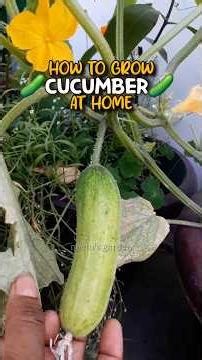 Growing Cucumber at Home