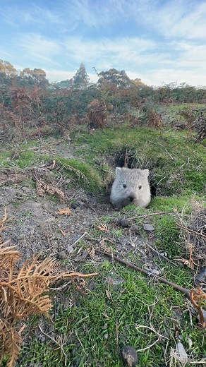 Discover the Adorable World of Wombats in Tasmania