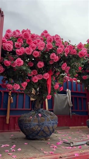 Heirloom Rose Blooms: A Heartwarming Gift Story