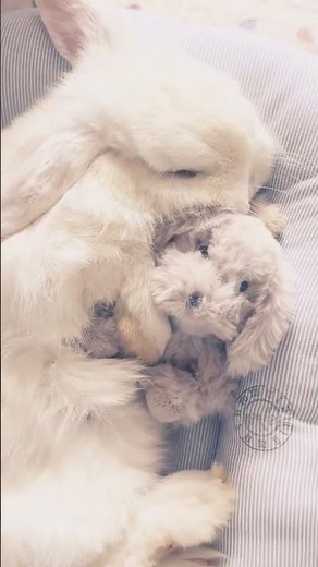 Bunny’s bedtime routine 🧸💤