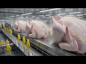 Inside the Turkey Factory: How Christmas Turkeys Are Really Made 🦃❄️