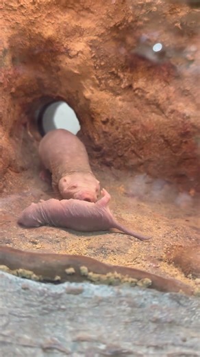 Creepy COOL naked mole rats #mountains #fypシ #relatable #animals #instagram #love #cute