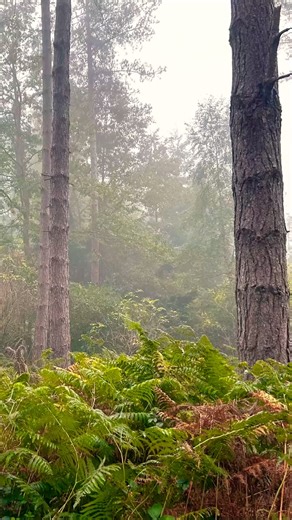 Adorable Black Labradoodle Explores Enchanted Forest! 🐾✨ #DogLovers #Labradoodle