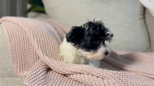 Biewer Terrier puppy for sale