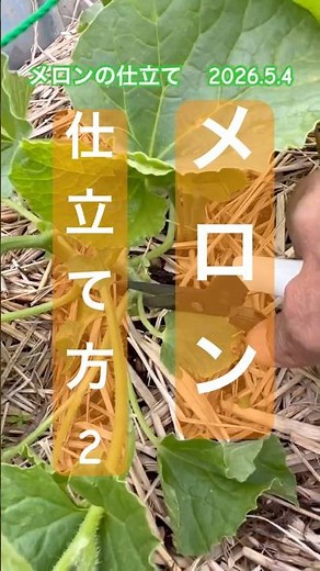 [We have prepared the melon plants] #melon cultivation