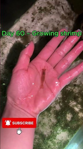 From egg to adult shrimp — nature is amazing