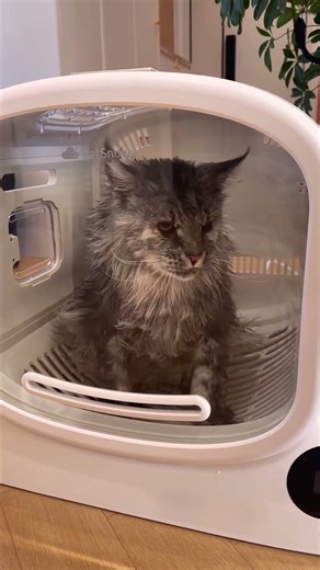 大切な家族に、そばで寄り添う“サロン級”のドライ体験を☁️