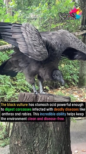Black vulture | Colors Of Nature