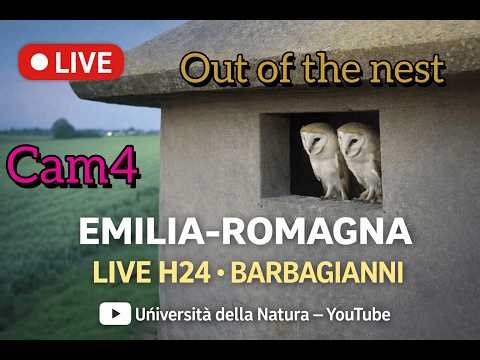LIVE Barn Owl -Cam4 (OUT) Live H24 - Barbagianni -MCBI - University of Nature - Italy