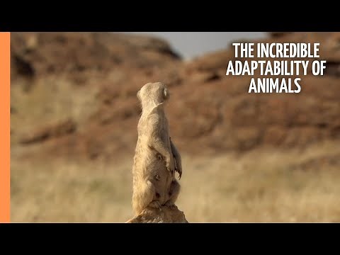Masters of the Wild - The incredible adaptability of animals | Full Documentary