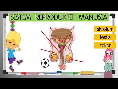 PENDIDIKAN KESIHATAN TAHUN 5 (2021) : UNIT 11 - SUB UNIT - SISTEM REPRODUKTIF LELAKI DAN PEREMPUAN