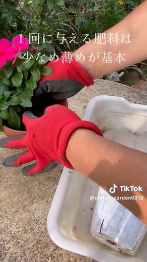 ニチニチソウの育て方と楽しみ方