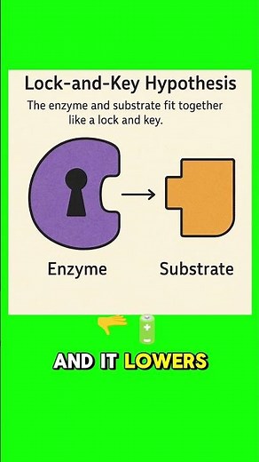 Biology GCSE #GCSE #aqa #edexcel #revision #gcseexams #gcsebiology