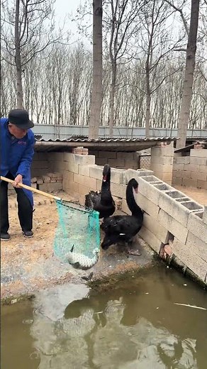 Black Swan Seedlings: Secrets to Raising Them in Aquaculture