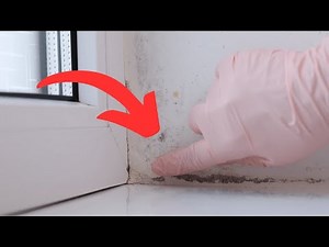 Moisture and mold in your home will disappear in one day
