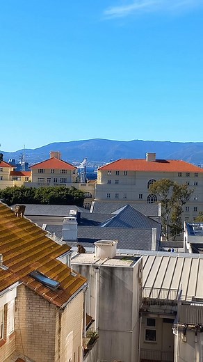 Mating season has well and truly started (albeit late) with the "Apes Den" males re-establishing the hierarchy determining each males relative dominance which in turn will dictate their accessibility to females. In this unedited video fortuitously taken from my day job office window, the unequivocal Apes Den dark-faced male has seemingly chased one of his rivals all the way to town effectively warding him off. Interestingly the displacement of the supplanted male unfolded as 'peaceful' as they c