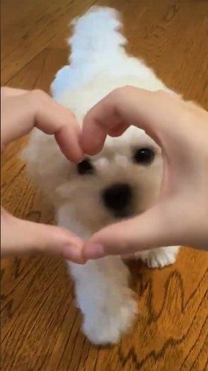 "Adorable Dog Moments 🐶 | Barking, Howling & Cute Puppy Reactions" #DogMoments #cutedogs