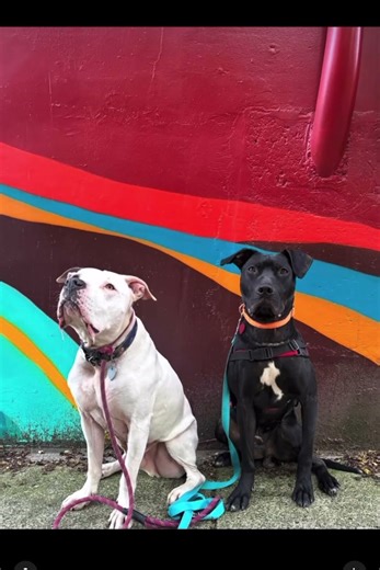 Adopt Monkey the Dog (385960)