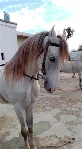 Horses 🐎 ready for session plz say masallah