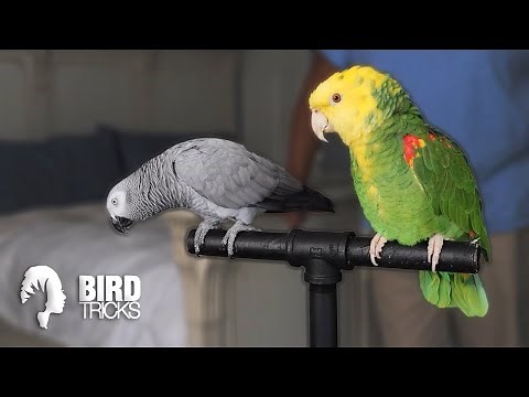 (Warning: GRAPHIC) Worst Amazon Parrot Bites To The Face