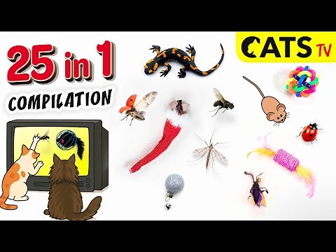 Cats TV 📺🐭 25 games for CATS 😼🦎🪳 Ultimate Compilation 😻 3D Audio 🔊