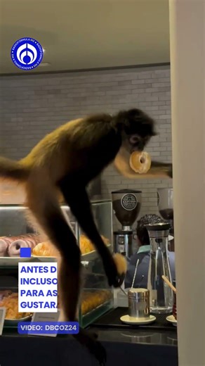¡Matanga dijo la changa! Mono roba donas y hasta las prueba