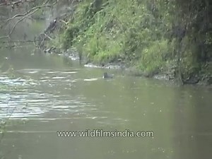 Small Asian mongoose (Herpestes javanicus) crossing the river at Kaziranga