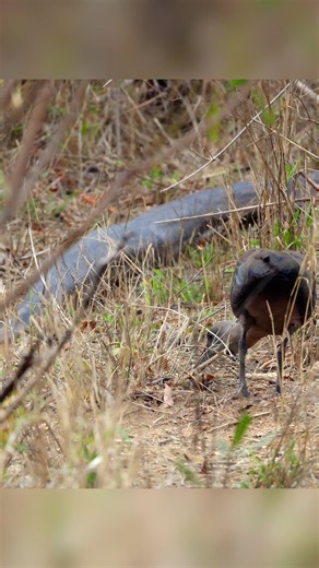 Not something you see every day in Kruger! A Hadedah ibis calmly feeding just inches away from a moving African Rock Python — pure wildlife drama and calm in one frame. Nature never stops surprising us! 🌿🐦🐍 #KrugerNationalPark #AfricanRockPython #HadedahIbis #WildlifeReel | Xipandza Mananga